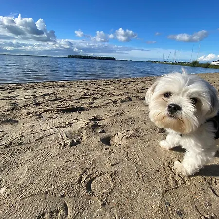 ヴィラ In Erster Reihe - Direkter Strandzugang - Eingezaeunter Garten - Dachterrasse - 2 Gartenterrassen - Terrassendach - Grill Mit Plancha - 5-sterne-meerblick - Bar - Kamin - Soundanlage - Pool Whirlpool - Kinderfreundlich - Hunde Willkommen *