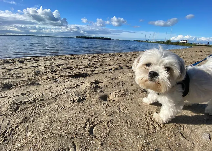 Villa In Erster Reihe - Direkter Strandzugang - Eingezäunter Garten - Dachterrasse - 2 Gartenterrassen - Terrassendach - Grill Mit Plancha - Xxl Meerblick - Bar - Sonos Soundanlage - Pool Whirlpool - Kinderfreundlich - Hunde Willkommen *